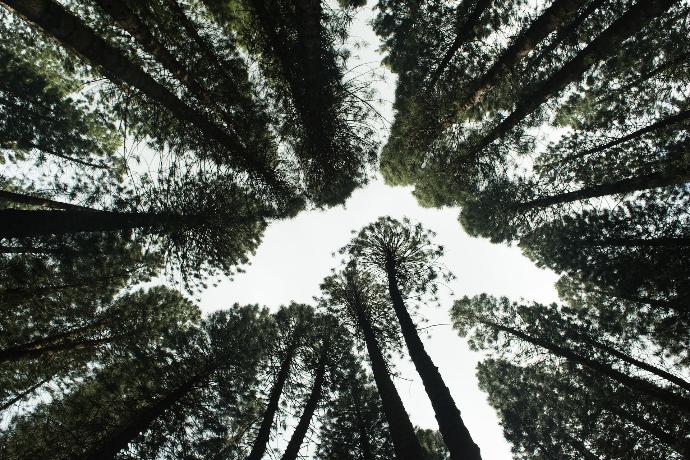 low angle photography of green trees during daytime